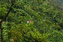 7726-cafetal. jpg.webp