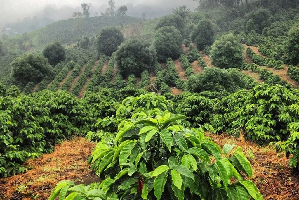 chele eth pic 2.webp