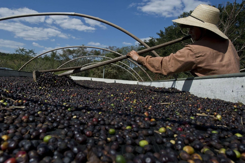 Brazil Green Coffee Beans - Mogiana [60KG BAG]