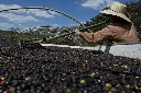 Brazil Green Coffee Beans - Mogiana [60KG BAG]