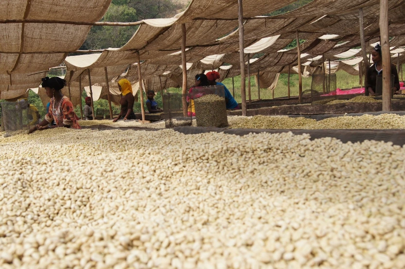 Ethiopia Green Coffee Beans - Sidamo Bensa - Washed [60KG BAG]