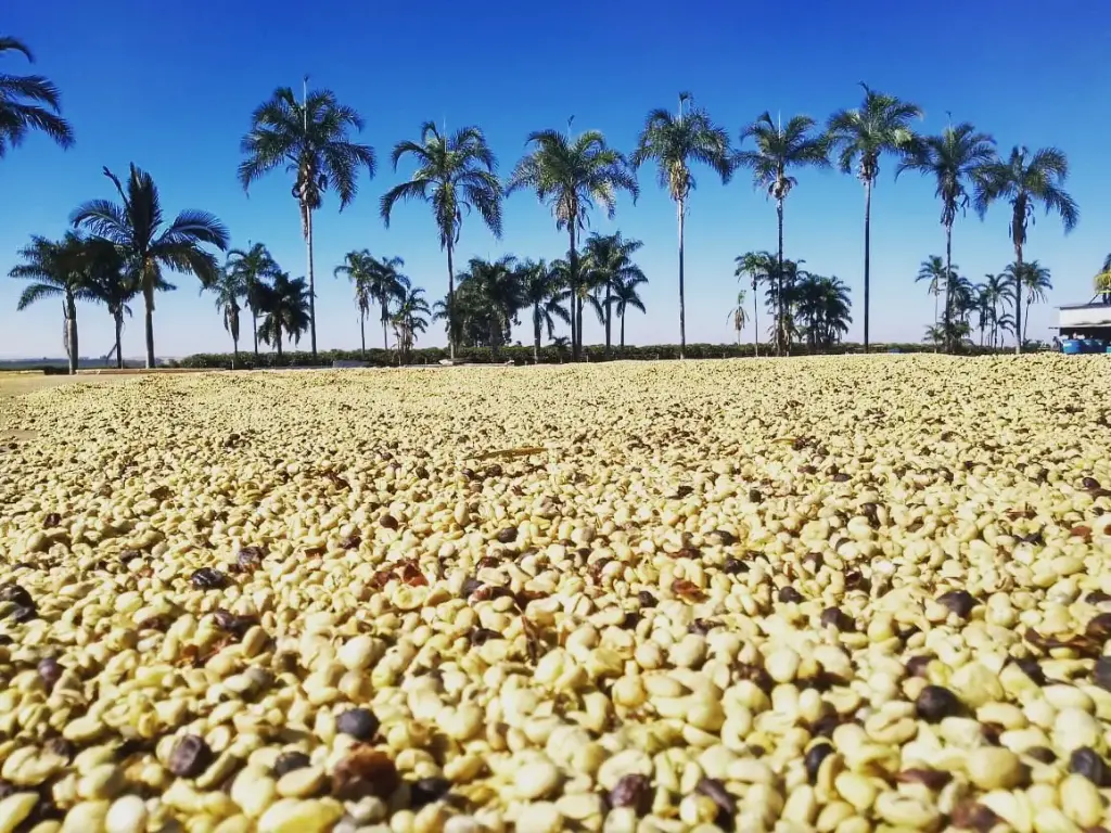 Brazil Green Coffee Beans - Wafer Chocolate Estate - [60KG BAG]