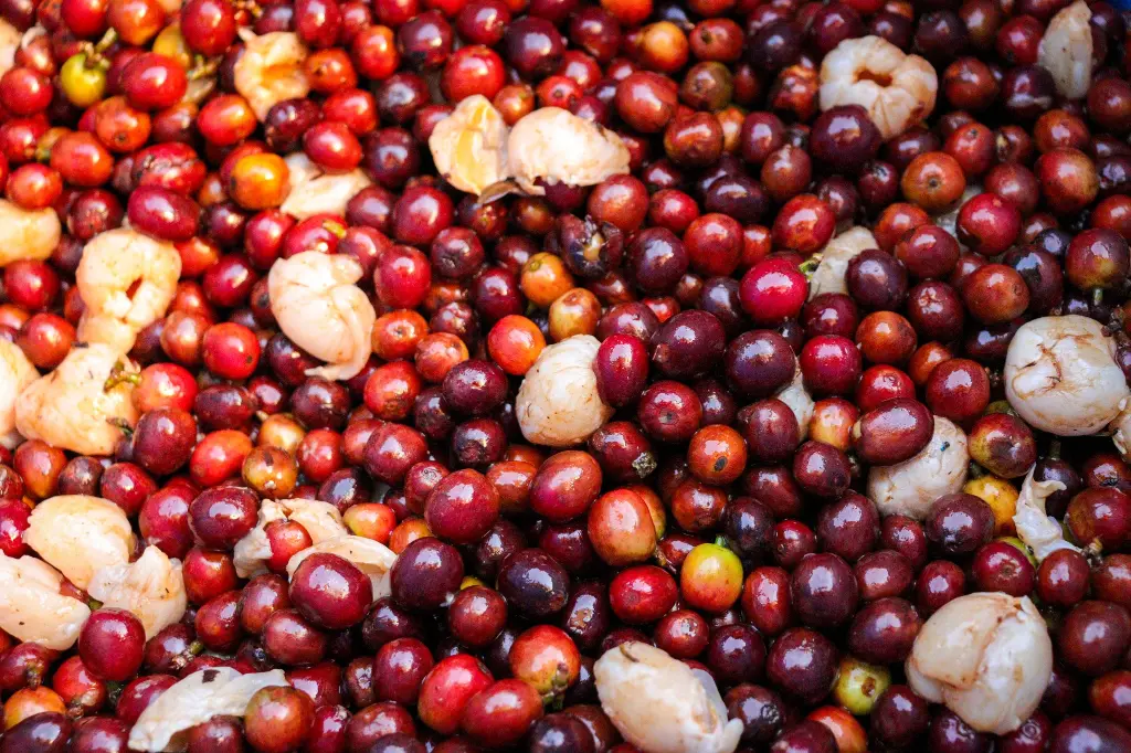 Colombia Green Coffee Beans - Honey Lychee [24KG BAG]
