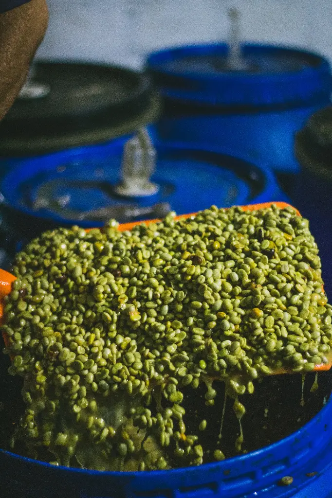 [24KG BAG] بن أخضر كولومبي - خوخ