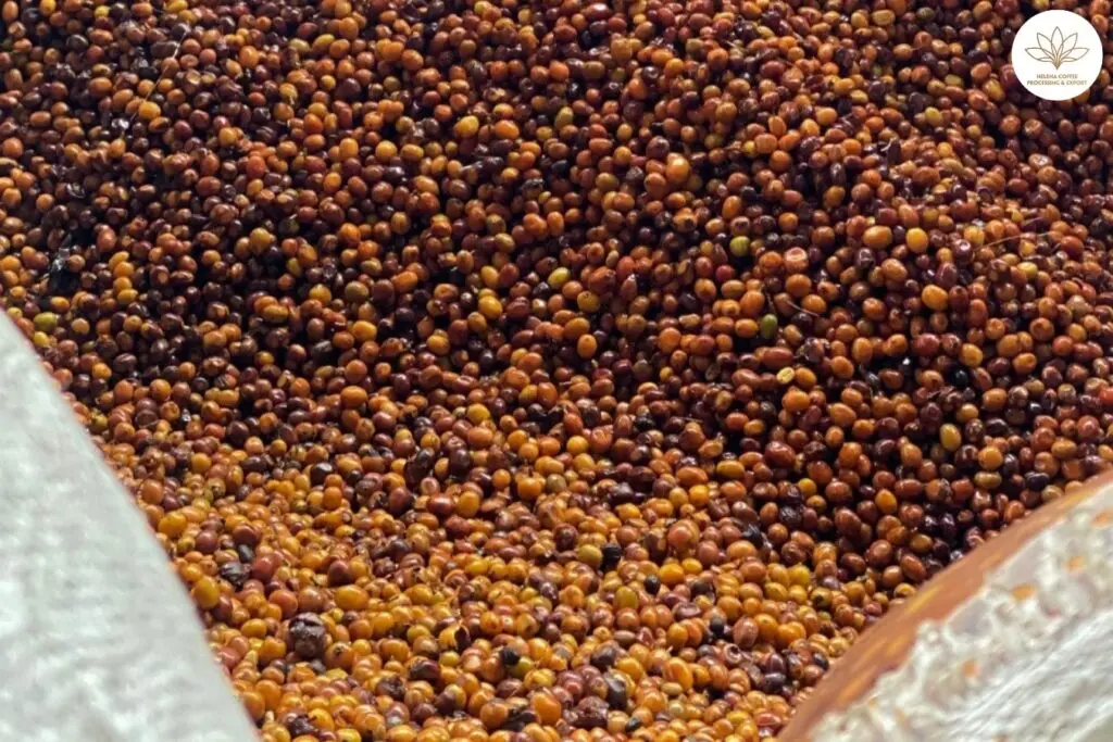 Colombia Green Coffee Beans - Sweet Nectar [24KG BAG]