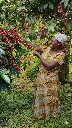 Uganda Green Coffee Beans - Mama Betty - UG30 [60KG BAG]