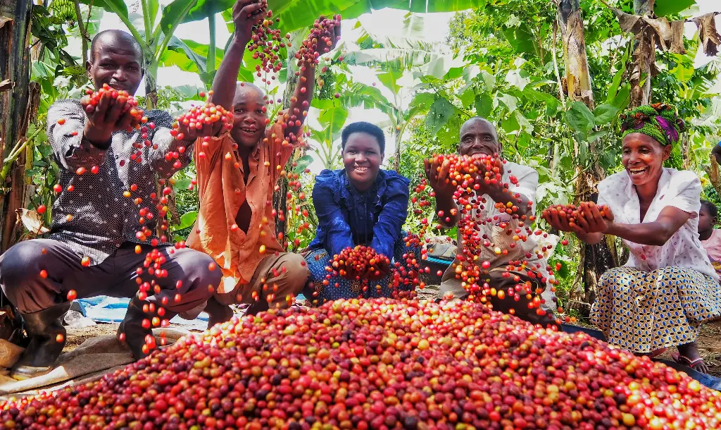 Uganda Green Coffee Beans - Rwenzori - [60KG BAG]