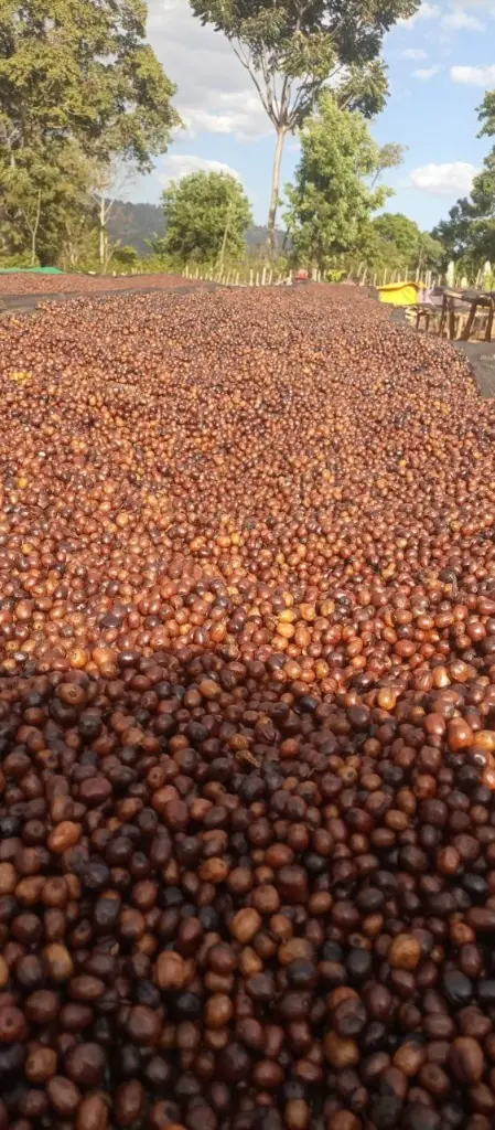 [60KG BAG] بن أخضر أثيوبي مجفف - نانسيبو