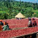 Ethiopia Green Coffee Beans - Hambela - Natural [60KG BAG]