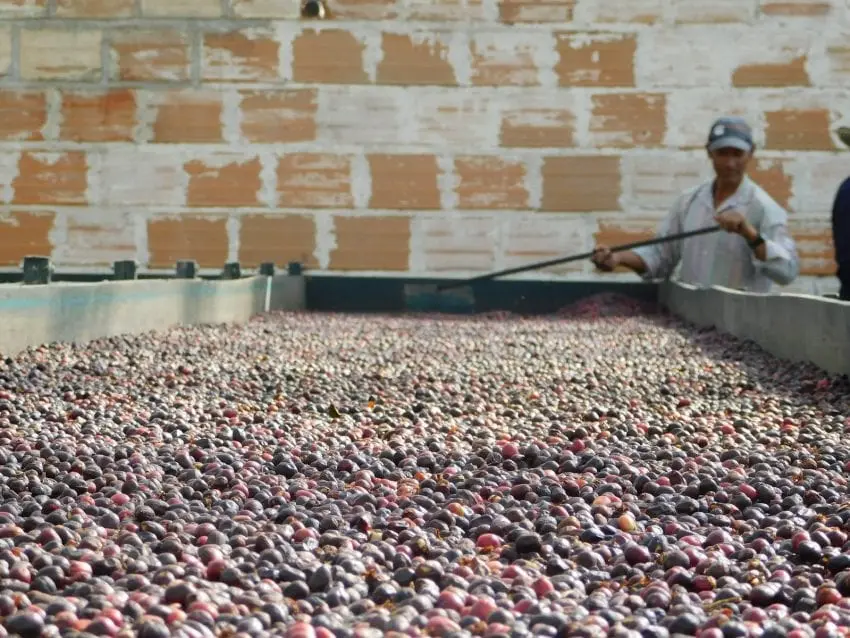 Colombia Green Coffee Beans - Washed - Huila [70KG BAG]