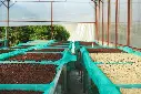 Uganda Green Coffee Beans - Symbiotic - UG13 [60KG BAG]