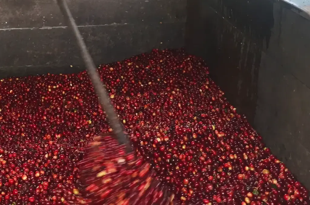 Uganda Green Coffee Beans - Lunar - UG13 [60KG BAG]
