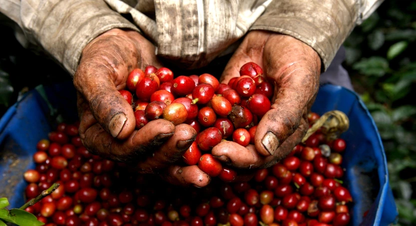 Yemen Natural Green Coffee Beans - [50KG BAG]