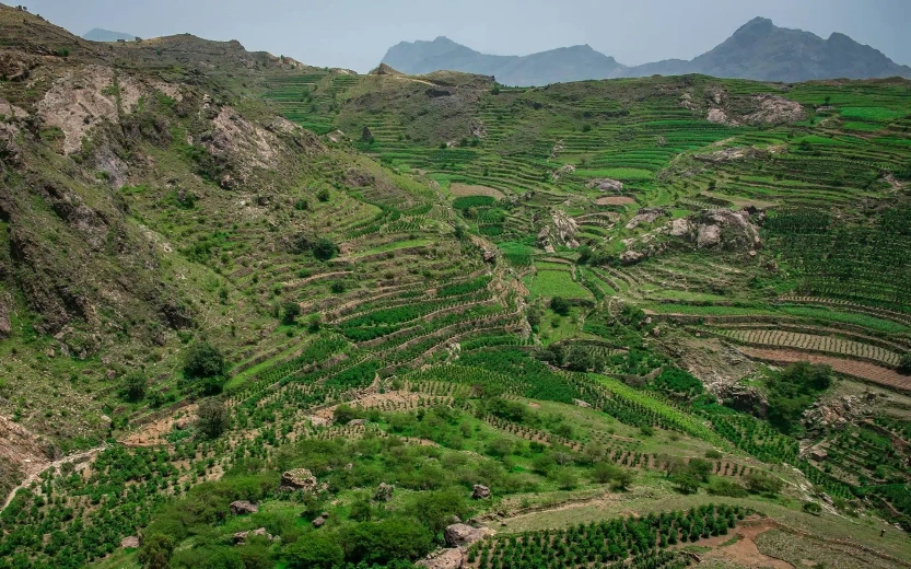 Yemen Anaerobic Green Coffee Beans - [50KG BAG]