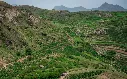 Yemen Anaerobic Green Coffee Beans - [50KG BAG]