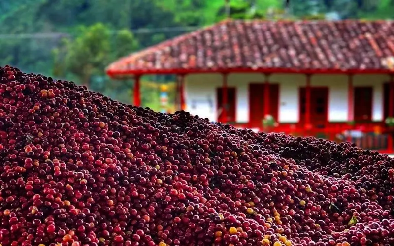 Colombia Green Coffee Beans - Natural - La Aurora [70KG BAG]