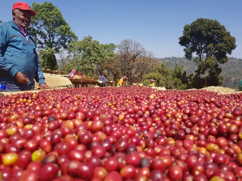 Ethiopia Green Coffee Beans - Hambela - Kurume [60KG BAG]