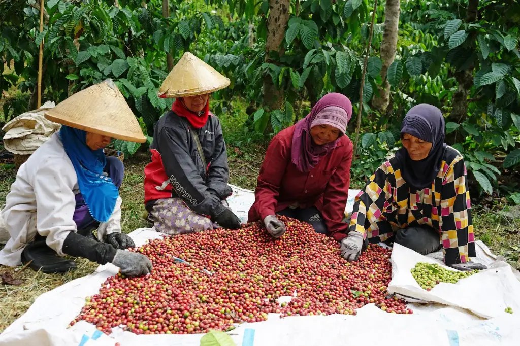 Indonesia Green Coffee Beans - Kintamani - [60KG BAG]