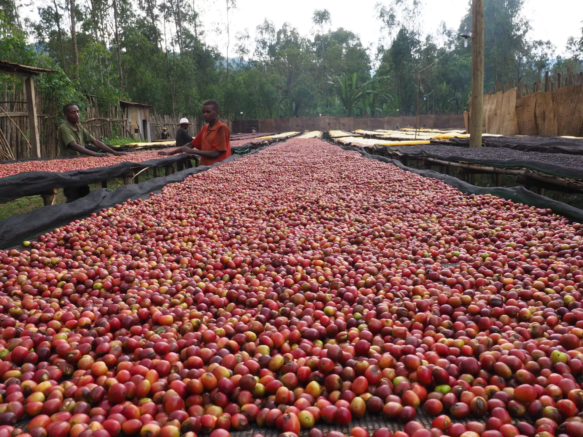 Ethiopia Green Coffee Beans - Yirgacheffe - Natural [60KG BAG]