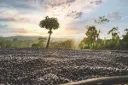 Ethiopia Green Coffee Beans - Chelchele / Yirgacheffe  - Natural [60KG BAG]