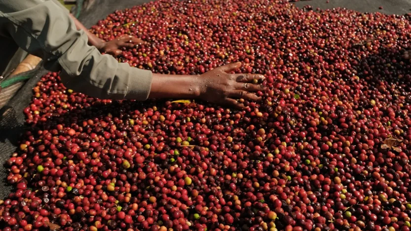 Ethiopia Green Coffee Beans - Sidamo Bensa - Natural [60KG BAG]