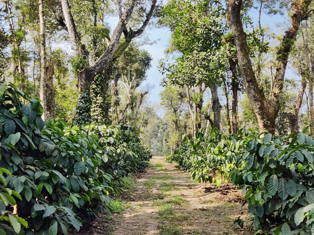 Robusta Green Coffee Beans - India [60KG BAG]