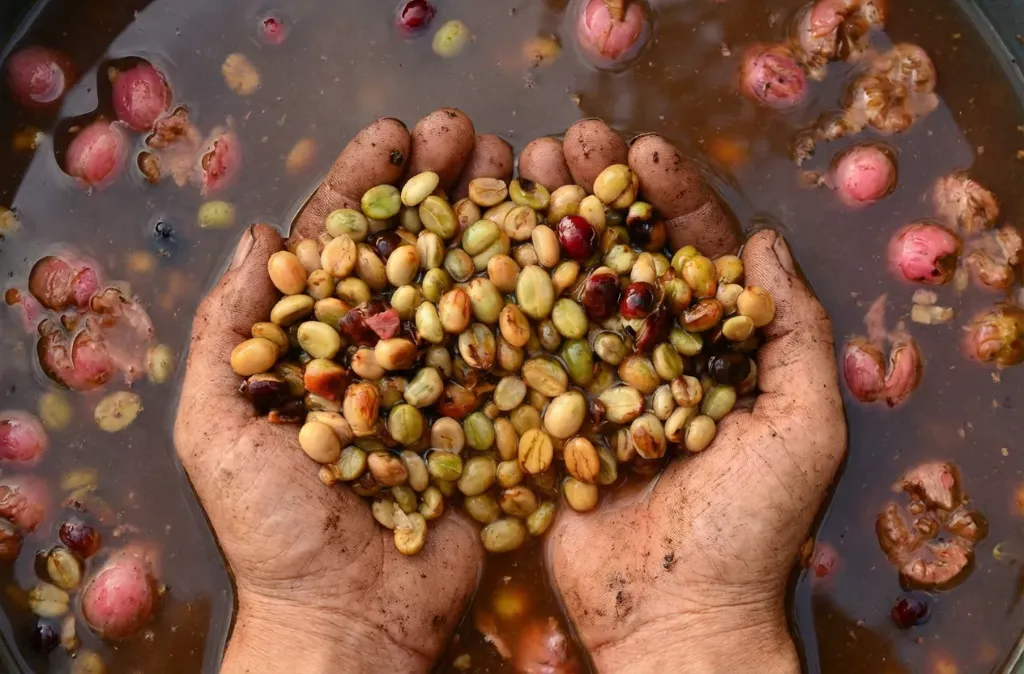 Colombia Green Coffee Beans - Pink Fruits [24KG BAG]