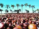 Brazil Green Coffee Beans - Coconut - [60KG BAG]