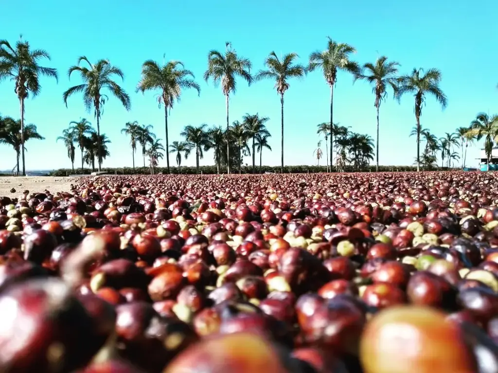 Brazil Green Coffee Beans - Candy - Lot#9 [60KG BAG]