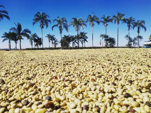 Brazil Green Coffee Beans - Wafer Chocolate Estate - [60KG BAG]