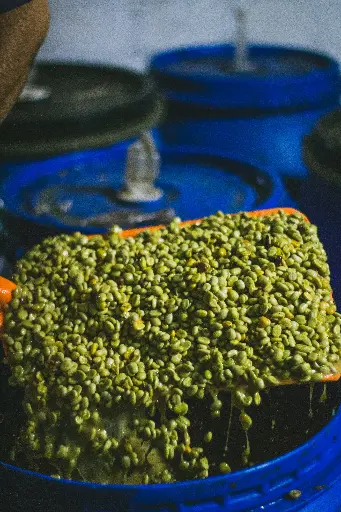 [24KG BAG] بن أخضر كولومبي - خوخ