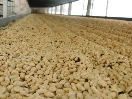 [70KG BAG] بن أخضر كولومبي - مجفف 
