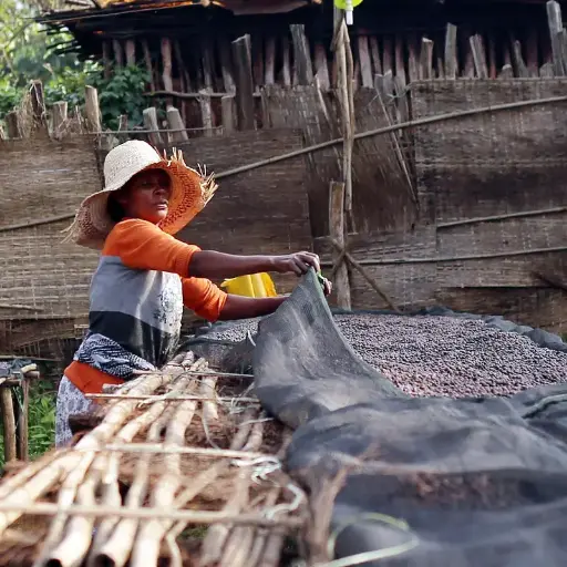 [60KG BAG] بن أخضر أثيوبي مجفف - نانسيبو