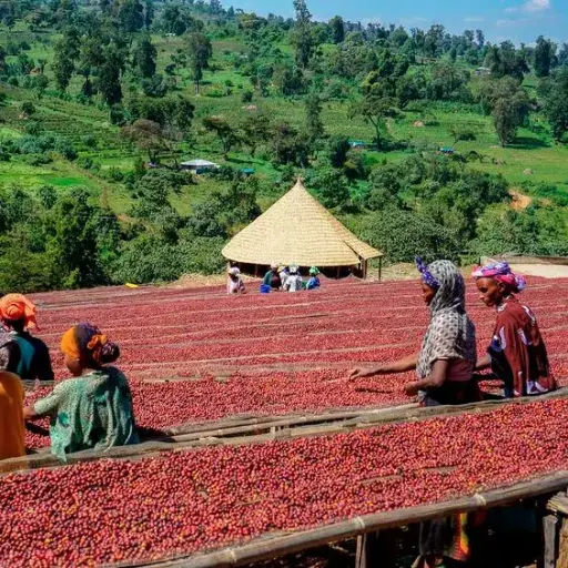 Ethiopia Green Coffee Beans - Hambela - Natural [60KG BAG]