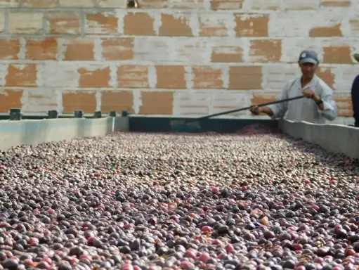 Colombia Green Coffee Beans - Washed - Huila [70KG BAG]