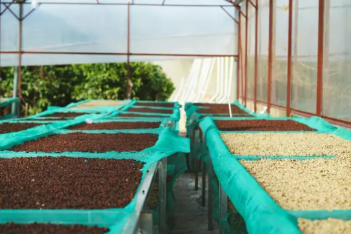 Uganda Green Coffee Beans - Symbiotic - UG13 [60KG BAG]