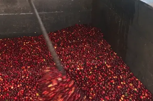Uganda Green Coffee Beans - Lunar - UG13 [60KG BAG]