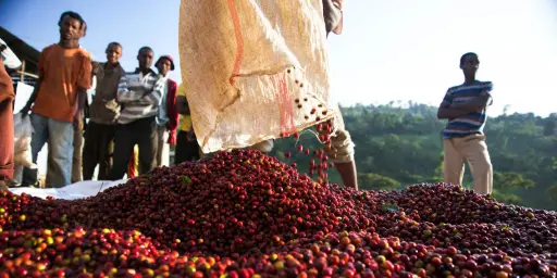 Ethiopia Green Coffee Beans - Regional - Natural [50KG BAG]