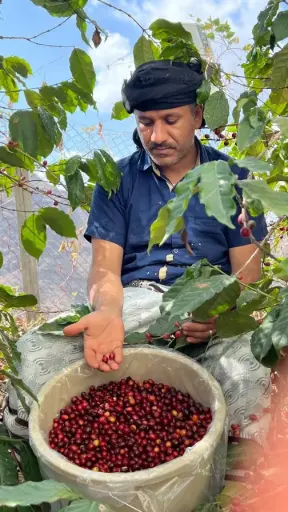 Saudi Green Coffee Beans - [10KG BOX]