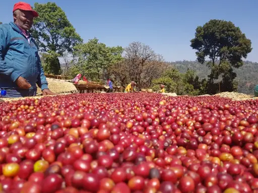 Ethiopia Green Coffee Beans - Hambela - Kurume [60KG BAG]
